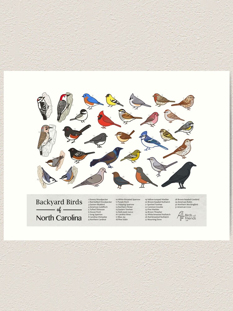 "North Carolina Backyard Birds of North Carolina Field Guide Print