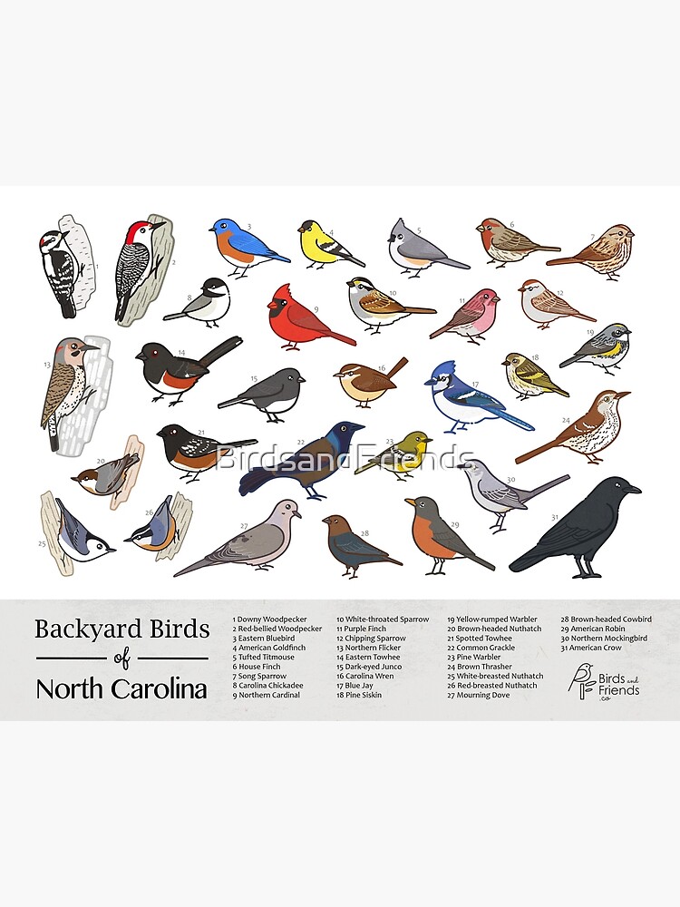 "North Carolina Backyard Birds of North Carolina Field Guide Print