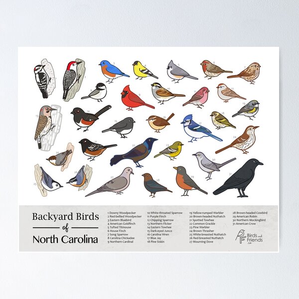 Item preview, North Carolina - Backyard Birds of North Carolina Field Guide Print - Bird Art Print - BirdsandFriends.co designed and sold by BirdsandFriends.
