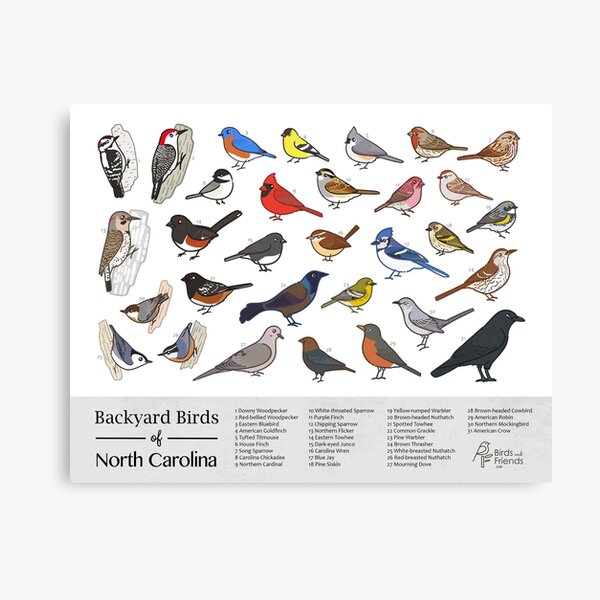 Item preview, North Carolina - Backyard Birds of North Carolina Field Guide Print - Bird Art Print - BirdsandFriends.co designed and sold by BirdsandFriends.