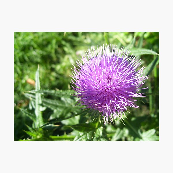 Artikelvorschau, Thistle Flower entworfen und verkauft von Lorrie Davis.