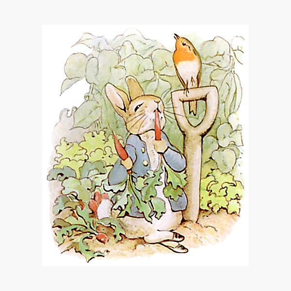 Peter Rabbit mangeant des carottes Impression photo