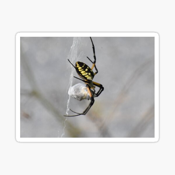 Item preview, Yellow Garden Spider designed and sold by Tonia Delozier's Photography .