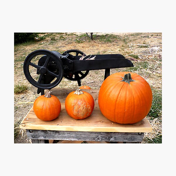 Item preview, Orange Pumpkins - Farm Oak Glen, CA designed and sold by Aurora Vaz.
