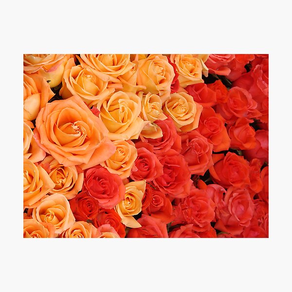 Item preview, Orange and Red Roses - Rose Parade, CA designed and sold by Aurora Vaz.