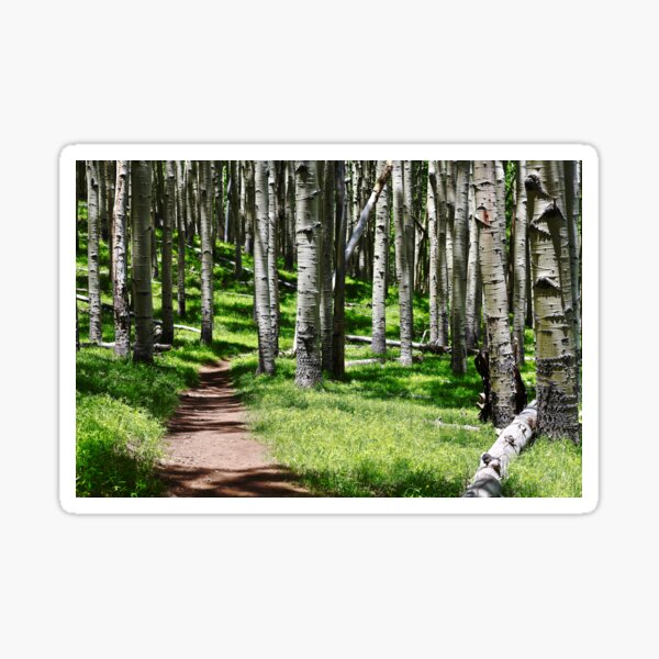 Aspen Path Sticker