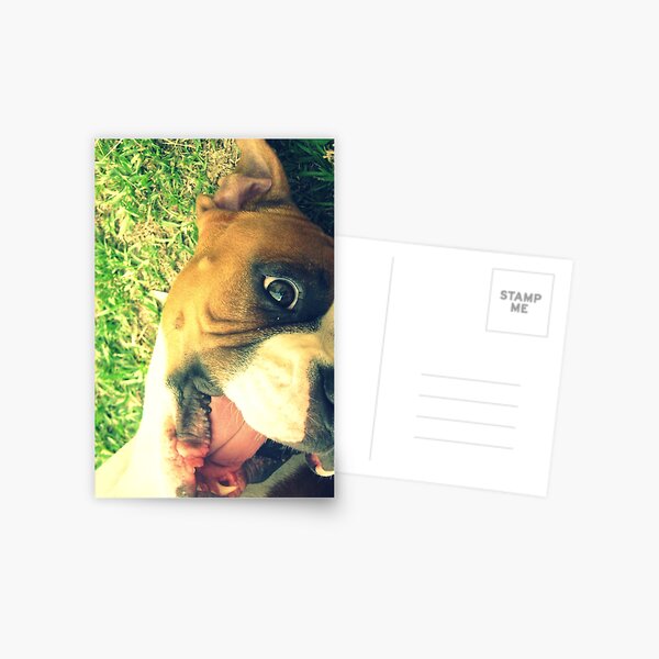 Happy Boxer Postcard