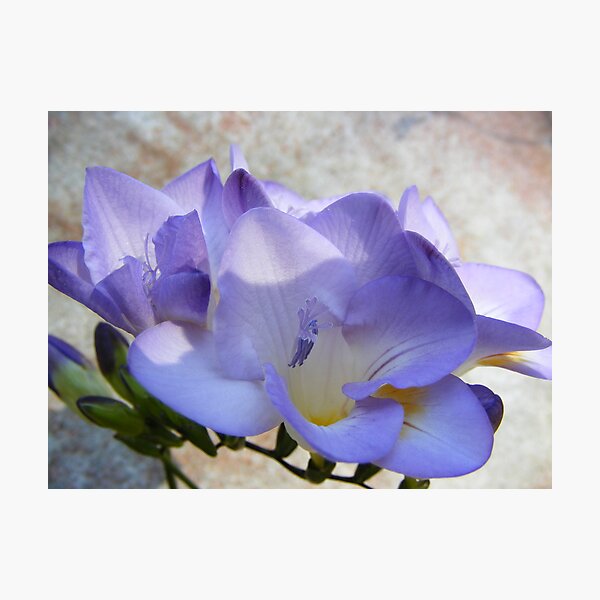 Aperçu de l'œuvre Lilac Freesia créée et vendue par Sandy MacLean.