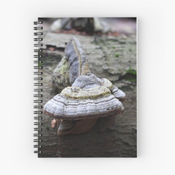 Item preview, Geotropism of a bracket fungus. designed and sold by Zosimus.