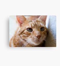 Henry Canvas Print