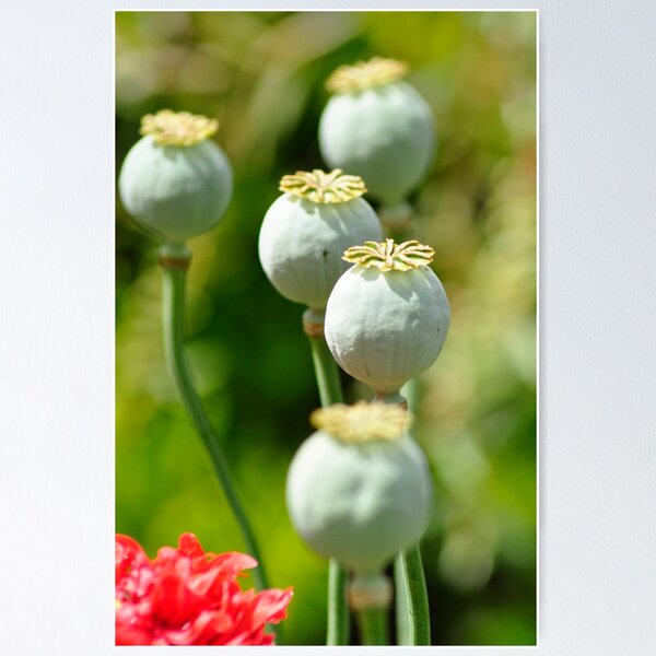 Artikelvorschau, Opium Poppy entworfen und verkauft von Rob Moffatt.