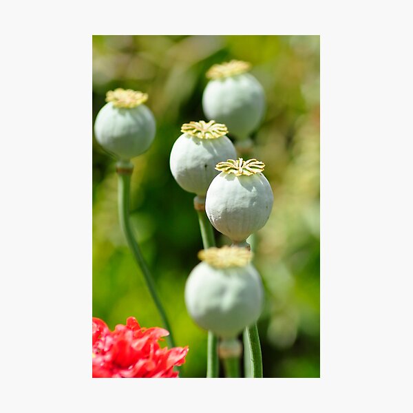 Item preview, Opium Poppy designed and sold by Rob Moffatt.