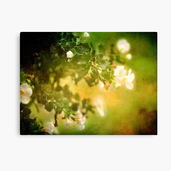 In My Dreams Canvas Print