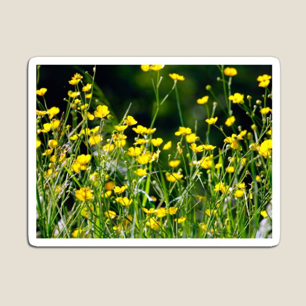 Item preview, Field of yellowcup designed and sold by Shoshina.