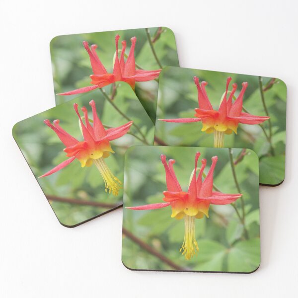 Item preview, Aquilegia formosa flower designed and sold by SDym Photography.