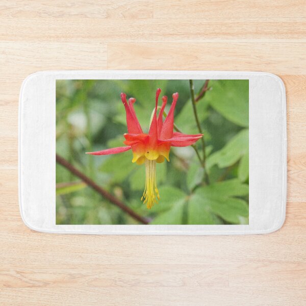 Item preview, Aquilegia formosa flower designed and sold by SDym Photography.
