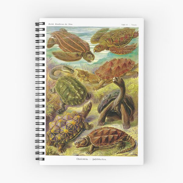 Item preview, Plate 89 Chelonia. The superorder of turtles and tortoises. designed and sold by Squirrox.