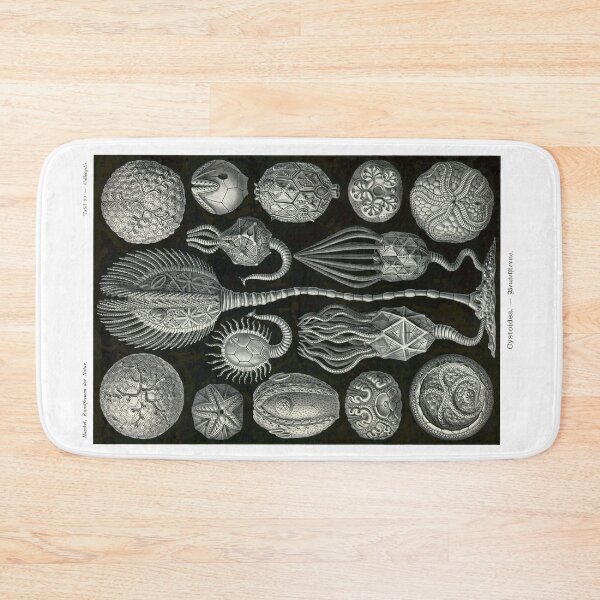 Item preview, Plate 90. Cystoidea, a grouping of extinct echinoderms. designed and sold by Squirrox.