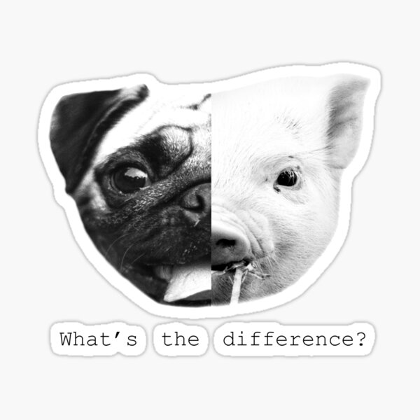 Pig/pug what’s the difference? Sticker