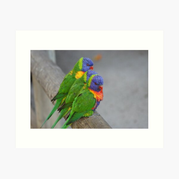 Item preview, Lorikeets  designed and sold by Steve9.