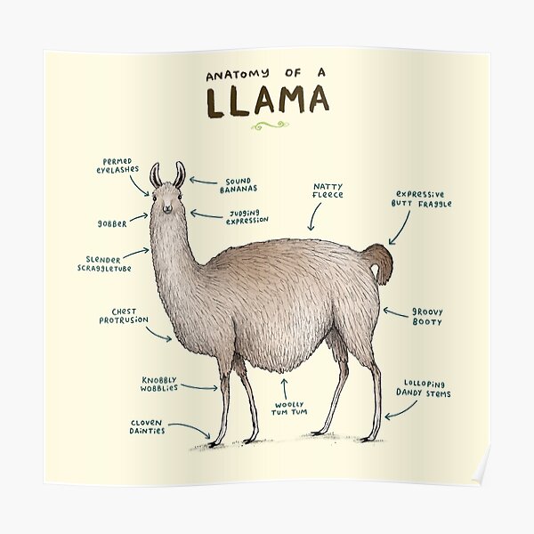 Anatomy of a Llama Poster