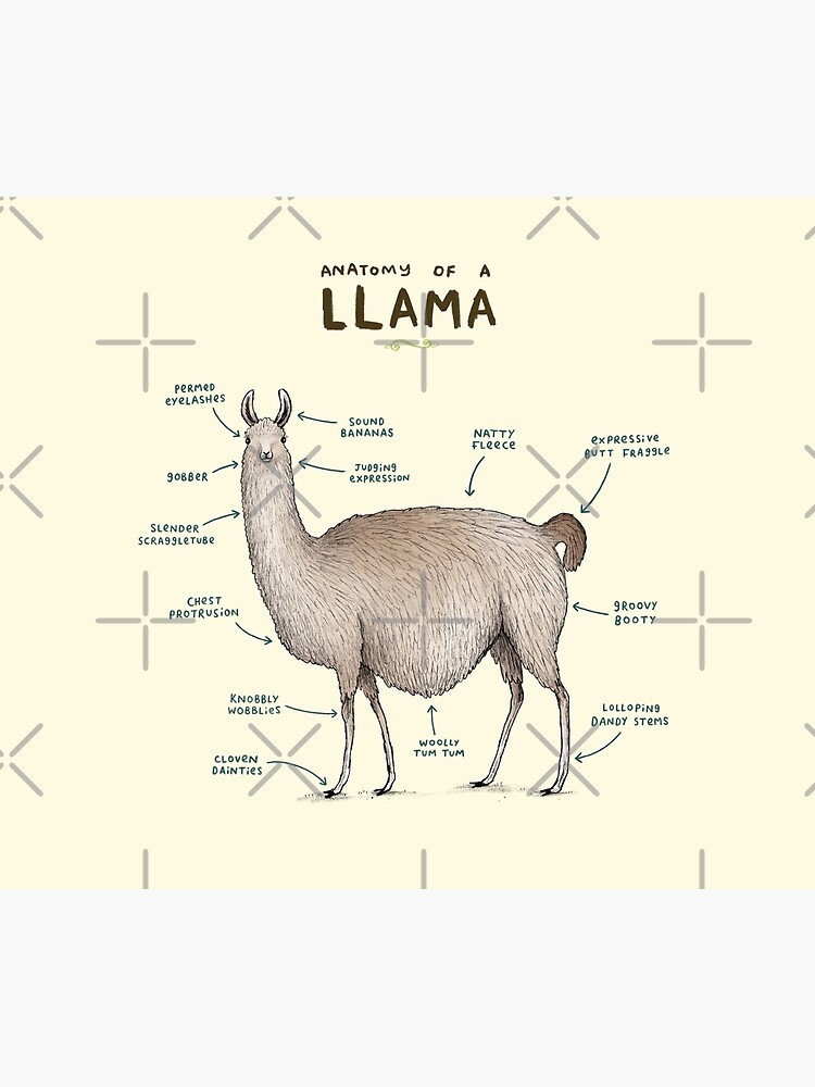 Anatomy of a Llama by SophieCorrigan