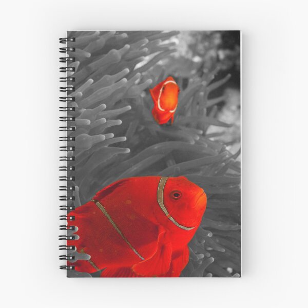 Item preview, Spinecheek Anemonefish - selective colourisation designed and sold by Erik Schlogl.
