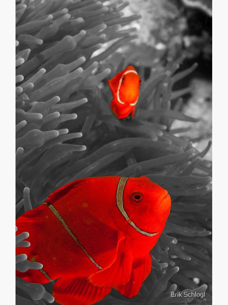 Spinecheek Anemonefish - selective colourisation by eschlogl