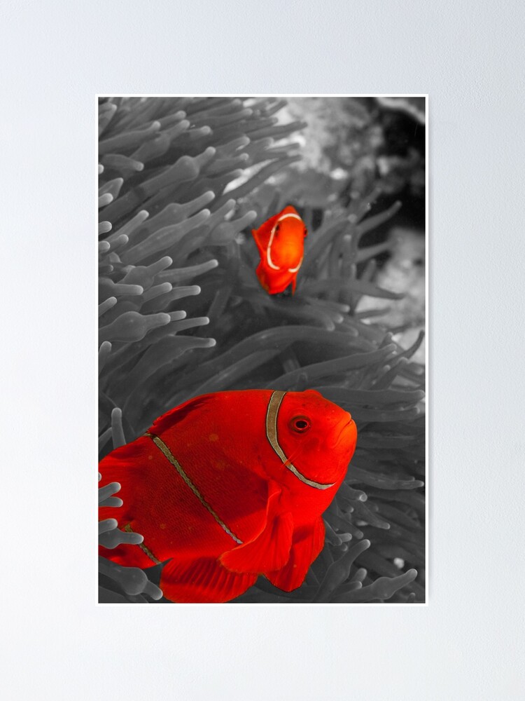 Alternate view of Spinecheek Anemonefish - selective colourisation Poster