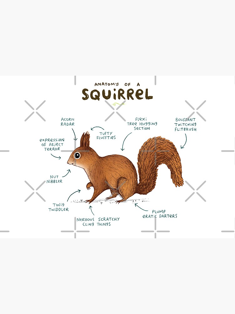 Anatomy of a Squirrel by SophieCorrigan