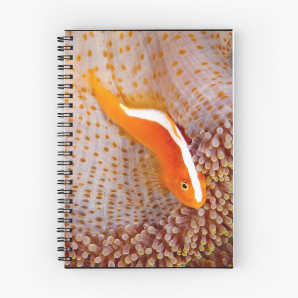 Item preview, Orange Anemonefish, Indonesia designed and sold by Erik Schlogl.