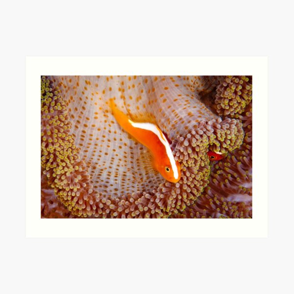 Orange Anemonefish, Indonesia Art Print