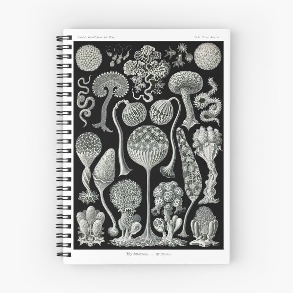 Item preview, Plate 93. Mycetozoa, a grouping of slime molds. designed and sold by Squirrox.