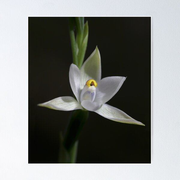 Artikelvorschau, Scented Sun Orchid entworfen und verkauft von LeeoPhotography.
