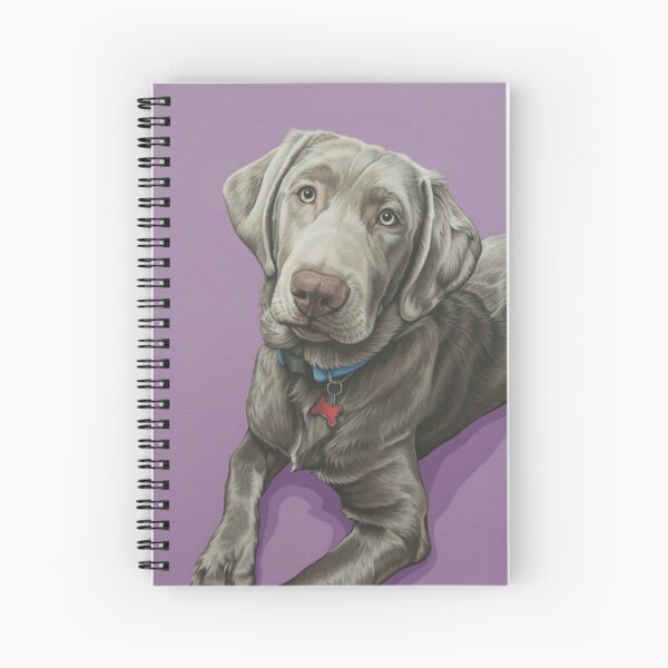 silver bow labradors