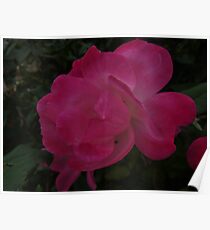Profile of a Blushing Rose Poster