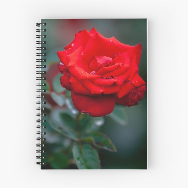 Item preview, Raindrops on Roses designed and sold by TKatzPhotos.