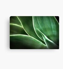 a succulent glow Canvas Print