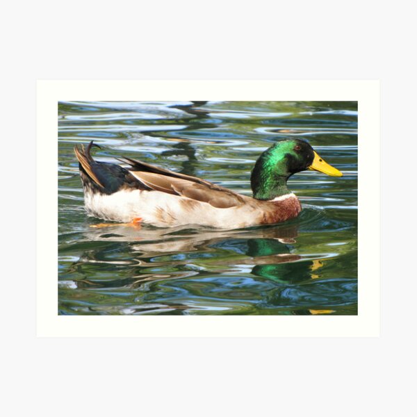 Mallard Duck ~ Drake Art Print