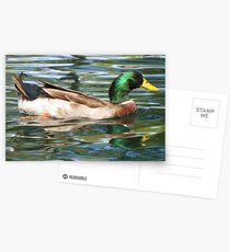 Mallard Duck ~ Drake Postcards