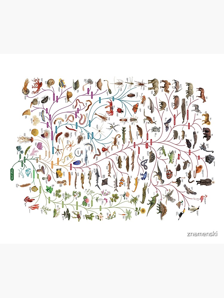 Tree of Animal Life - Evolution is change in the heritable characteristics of biological populations over successive generations by znamenski