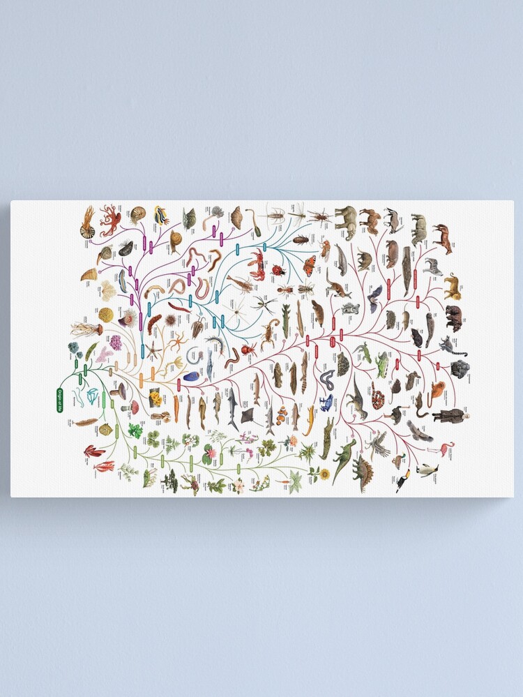 Alternate view of Tree of Animal Life - Evolution is change in the heritable characteristics of biological populations over successive generations Canvas Print