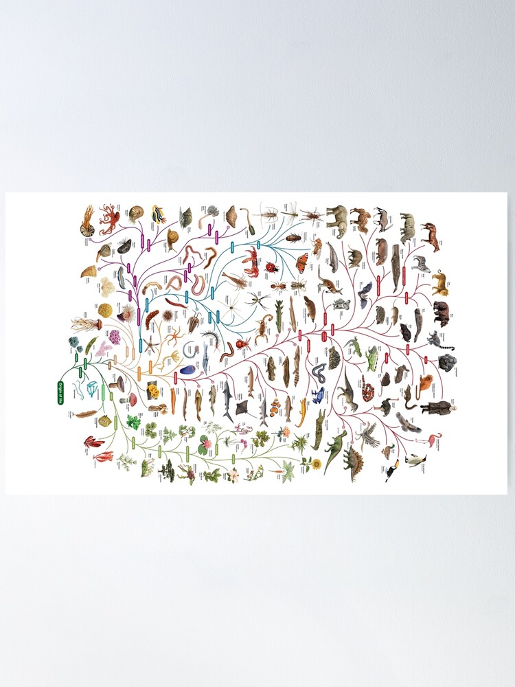 Alternate view of Tree of Animal Life - Evolution is change in the heritable characteristics of biological populations over successive generations Poster