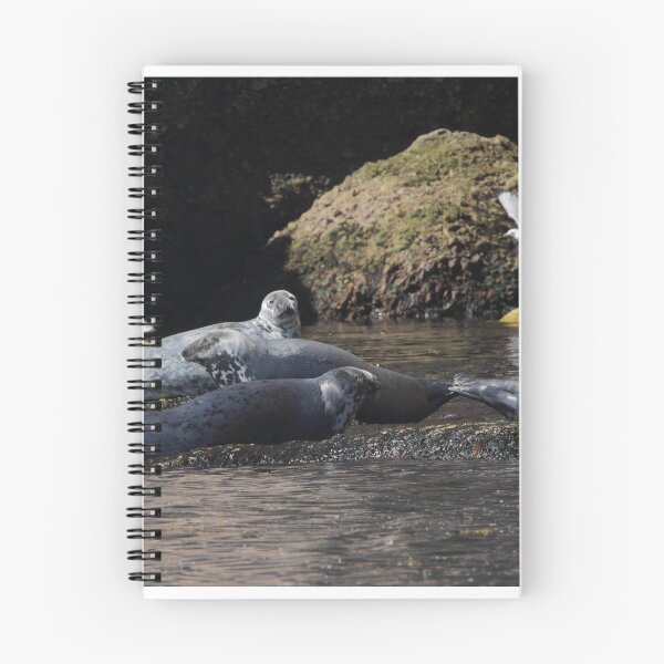 Item preview, Seals on The Rocks designed and sold by TCW Studios.