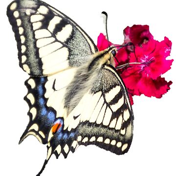 Vorschaubild zum Design Geschenkidee Schmetterling Schwalbenschwanz Foto von Katja LebenFreude