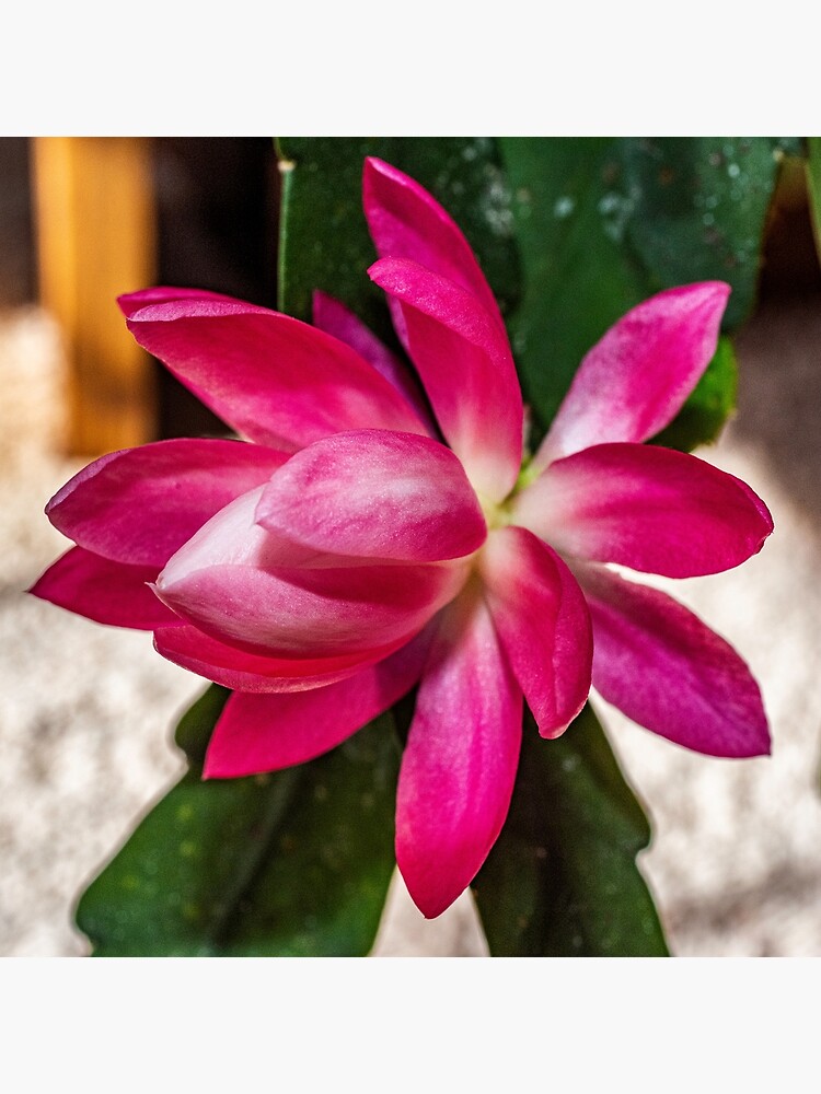 Lámina rígida «Macro de cactus orquídea rosa» de mtbearded1 | Redbubble