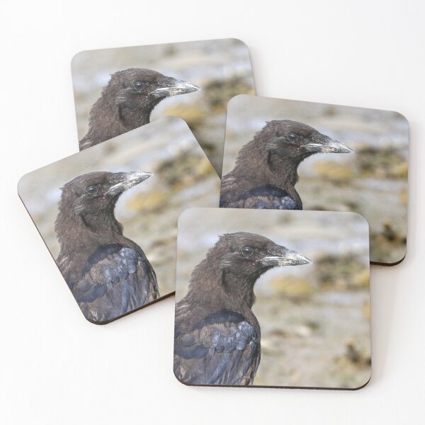 Item preview, Juvenile crow portrait designed and sold by GreyFeatherPhot.