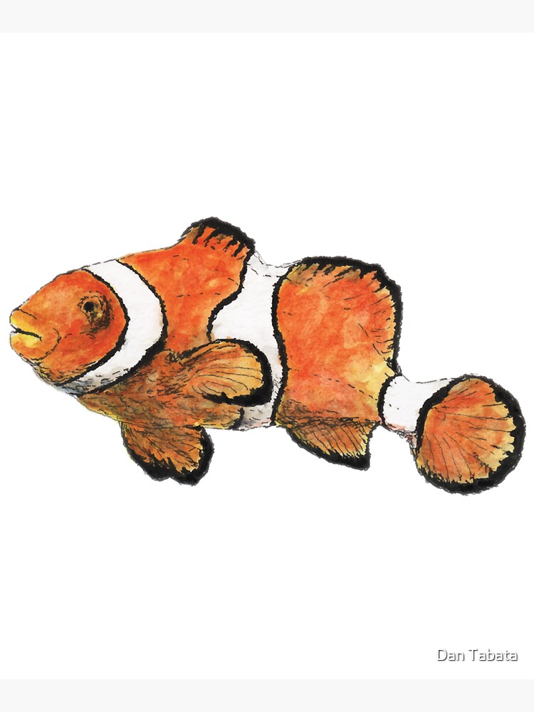 Clownfish by dmtab