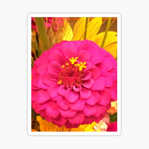 Item preview, Fuchsia Sunshine Petal designed and sold by KimSyOk.