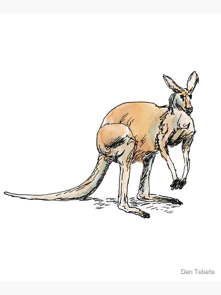 Kangaroo-in-waiting by dmtab